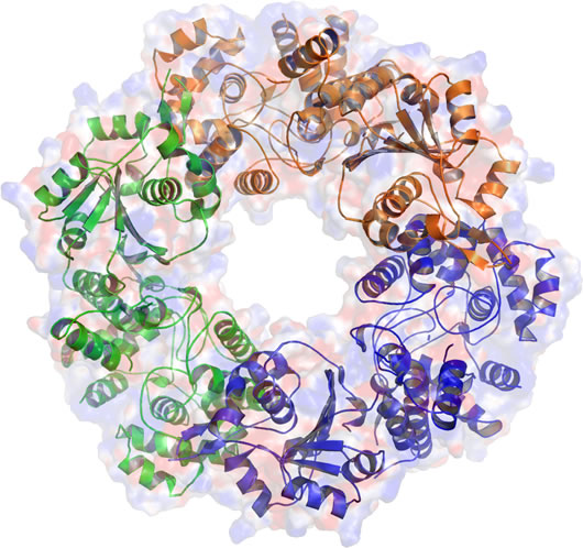 Trimeric Lassa nucleoprotein with each subunit shown in different colours