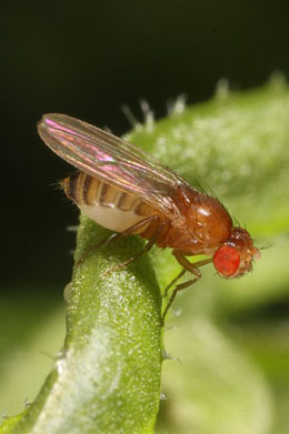 Female fruit fly