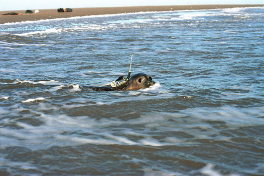 A seal carrying tracking equipment (Photo: RSPCA)