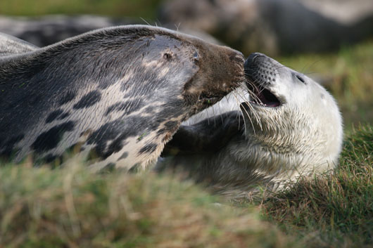 Grey seal mother and pup ‘nosing’. Credit/copyright: Durham University