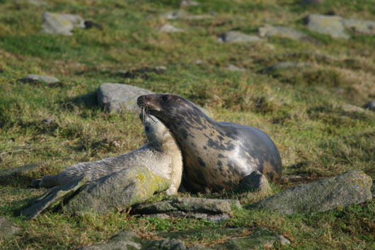 Grey seal mother and pup ‘playing’. Credit/copyright: Durham University