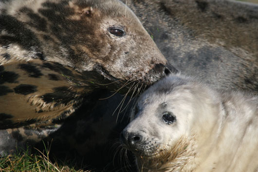 Grey Seal Mother checking her pup. Credit/copyright: Durham University