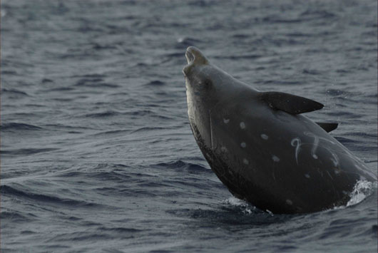Photo taken by Charlotte Dunn © Bahamas Marine Mammal Research Organisation