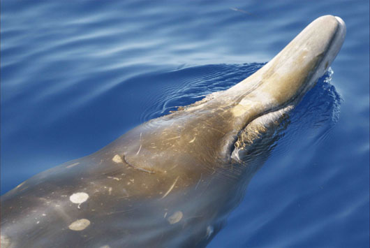 Photo taken by Diane Claridge © Bahamas Marine Mammal Research Organisation 2011