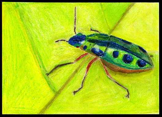 Brightly coloured drawing of a spotted blue and green beetle