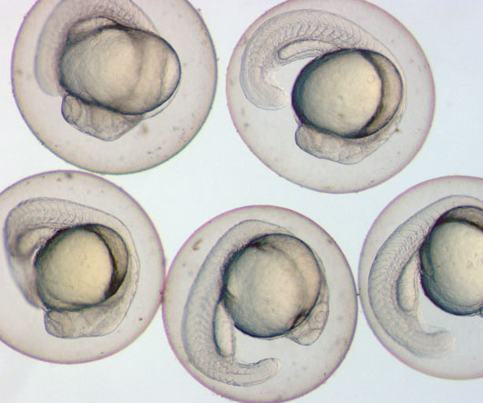 Zebrafish embryos at 28h (Photo credit: IA Johnston)