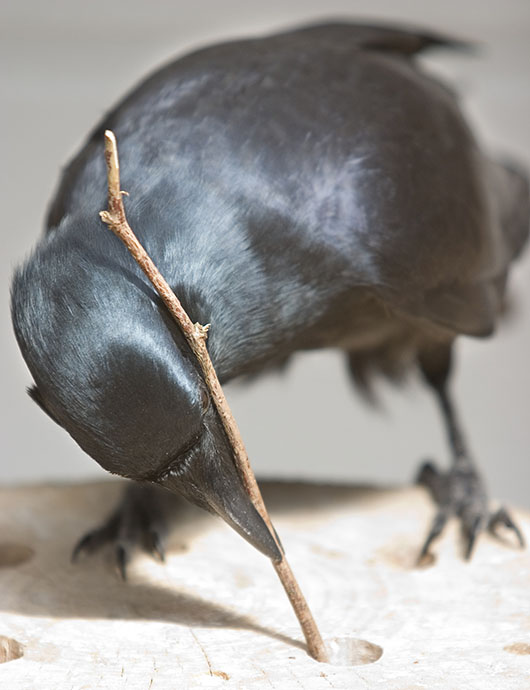 New Caledonian crow (credit: Simon Walker)