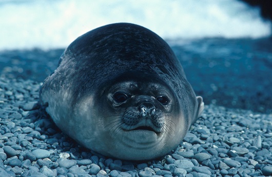 Elephant Seal