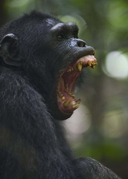 angry chimp