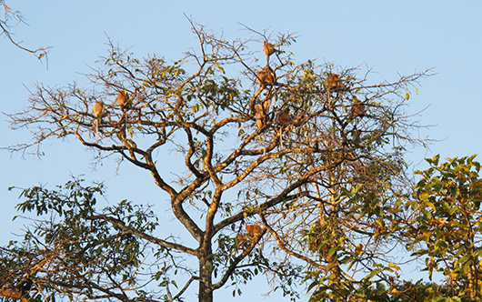 Proboscis monkeys - Borneo