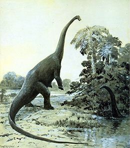 Restoration of a rearing Diplodocus by Charles R Knight, 1911.