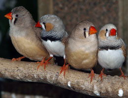 Zebra finches apply string theory birds apply knowledge of material structural properties to nest-building