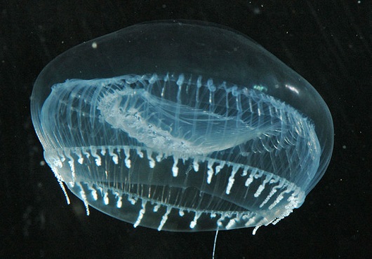 Researchers to develop new lasers from luminescent jellyfish