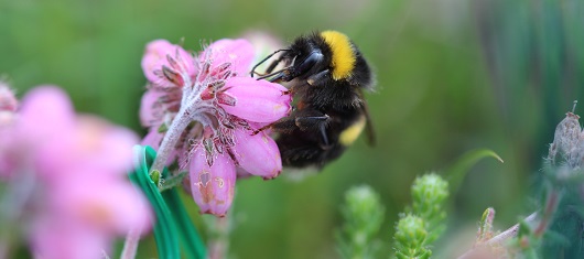 Pollination-mainbody