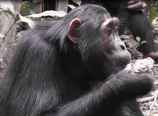 Clay eating chimps mainbody