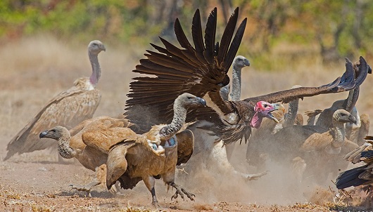 African vultures at risk of extinction