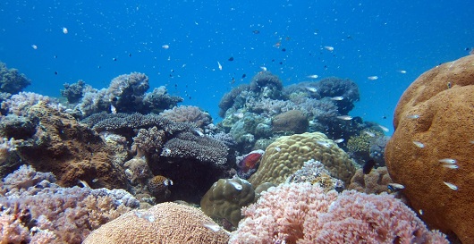 Research Helps Support Indian Ocean Sanctuary mainbody