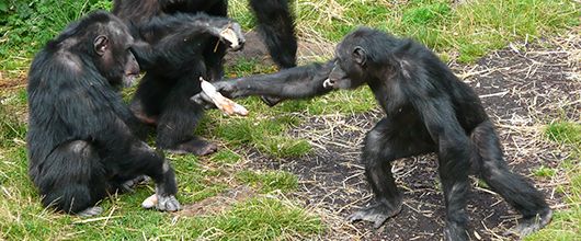 Chimpanzees sharing. Photo by Sophie Pearson, Royal Zoological Society of Scotland.