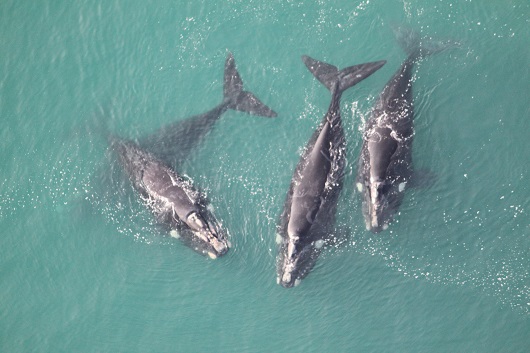 Slow path to recovery for New Zealand 'Right Whales' mainbody 2