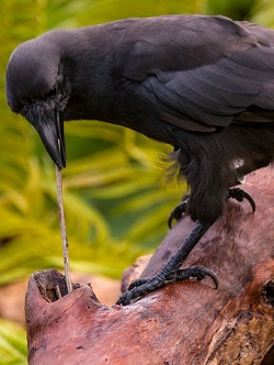 hawaiian-tool-crows-mainbody-new-1
