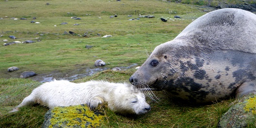 maternal-seals-mainbody