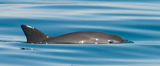 vaquita-porpoise-feature-mainbody