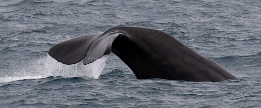 SCANS-lacey-cetaceans-feature