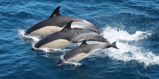 SCANS-lacey-cetaceans-mainbody