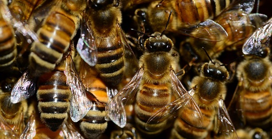 bees-mainbody