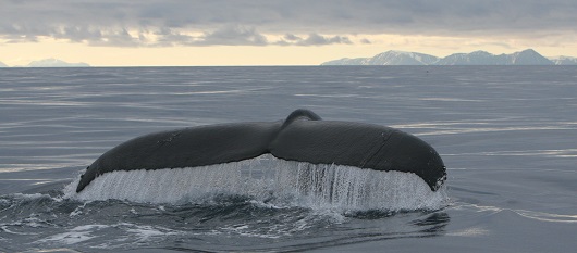 sonar-whales-mainbody-1