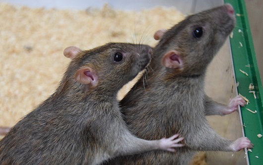 cooperating-rats-mainbody