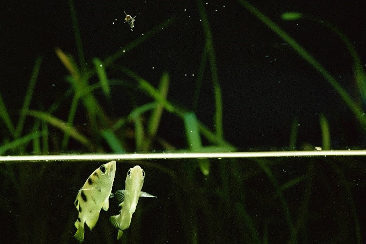Archerfish sometimes aim without shooting