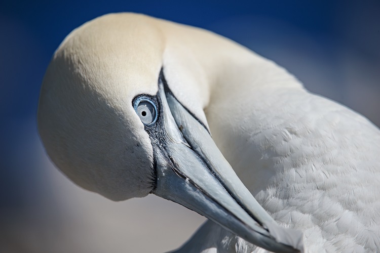 Northern gannet, Bass Rock
