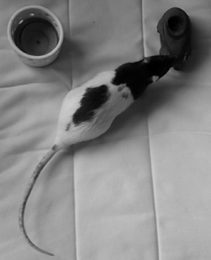 Rat conducting the memory test