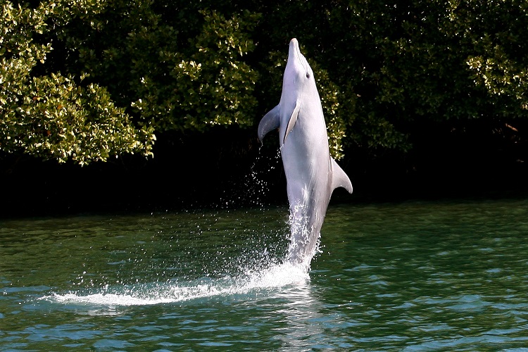 tail walking dolphin