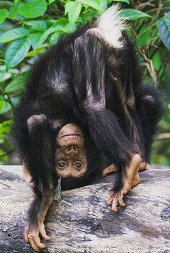 chimp-gestures-002