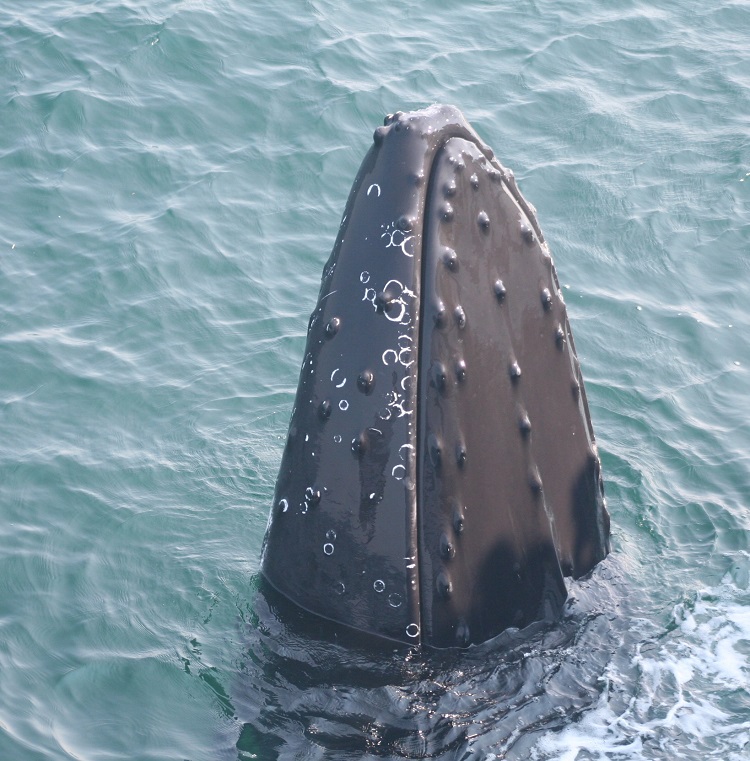 Humpback-whale-001