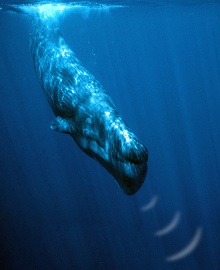 sperm-whale-001