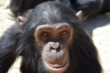 spontaneous-chimps-feature