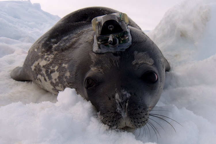 Seal behaviour to inform on rising sea levels | University of St ...