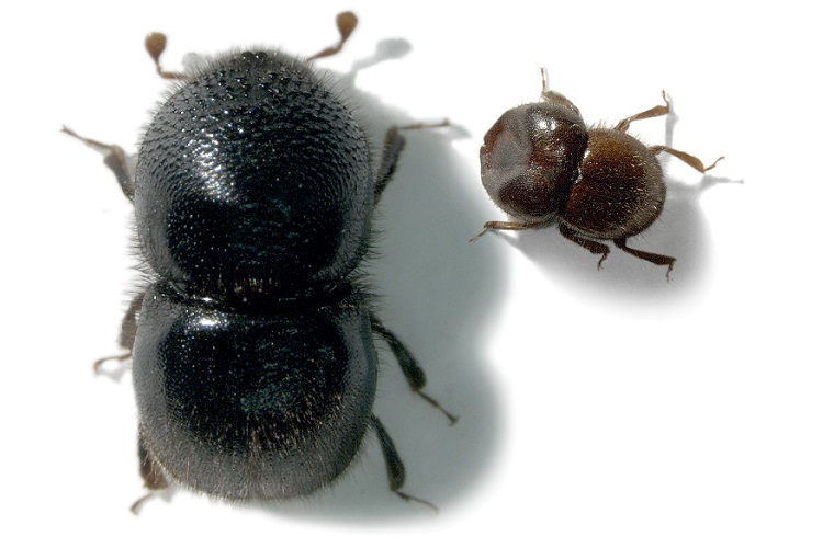 Ambrosia-beetle-copyright-Jiri Hulcr