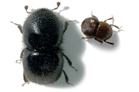 Ambrosia-beetle-copyright-Jiri Hulcr_270x180