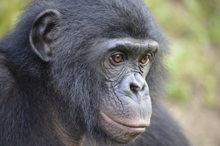 Krupenye bonobo Chibombo