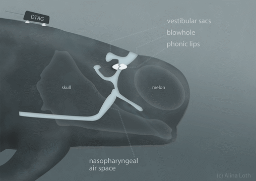 Echolocating whale diagram