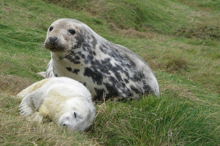 seal-mother-and-day-old-pup