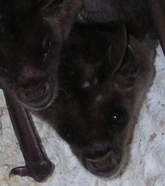 mother and baby bat