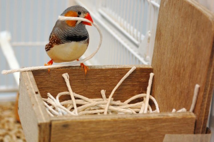 bird building a nest in a box