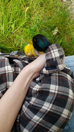 Hand holding duck wrapped in a shirt