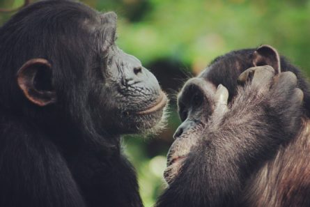Chimpanzees help trace the evolution of human speech