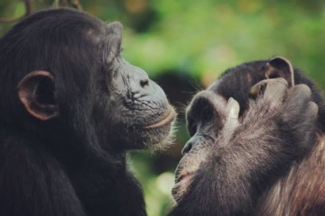 Two chimps grooming
